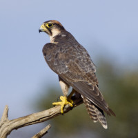 Lanner Falcon
